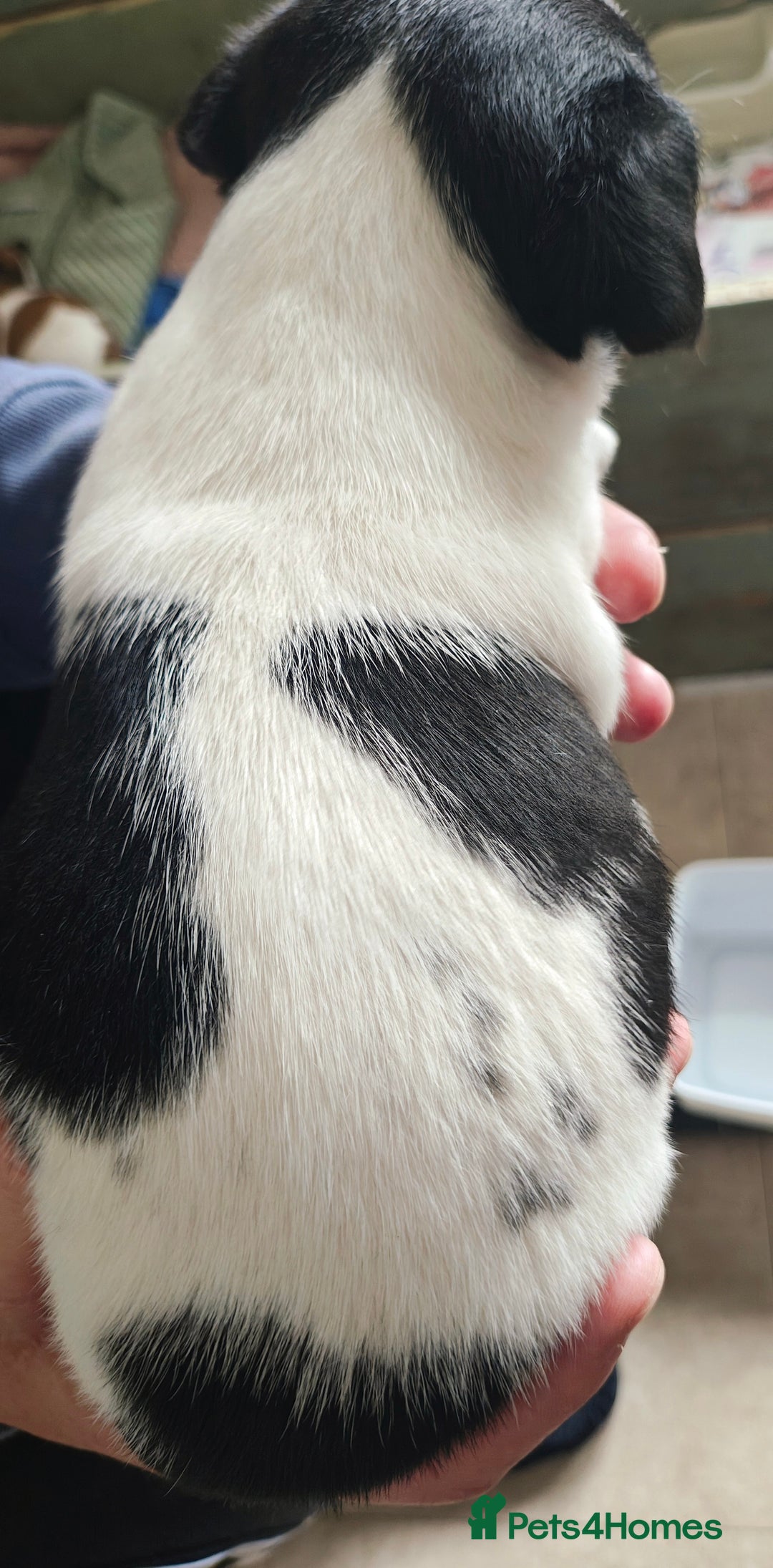 Jack Russell dogs for sale: Jack Russell puppies  - Image 9