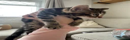 Bengal cats for sale: Bengal x  - Advert 15