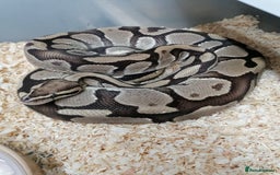 Python Snake reptiles for sale: Ball pythons adult females and hatchlings  - Image 8
