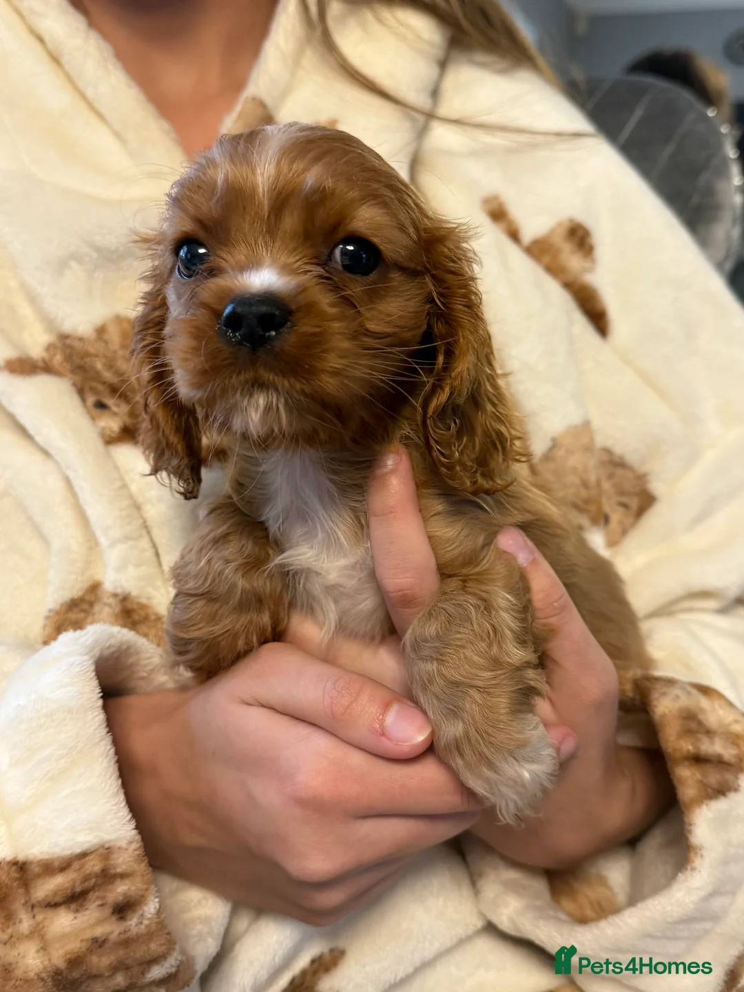 Cavalier King Charles Spaniel dogs for sale: Cavalier X American Cocker Pups 🐶  - Advert 11