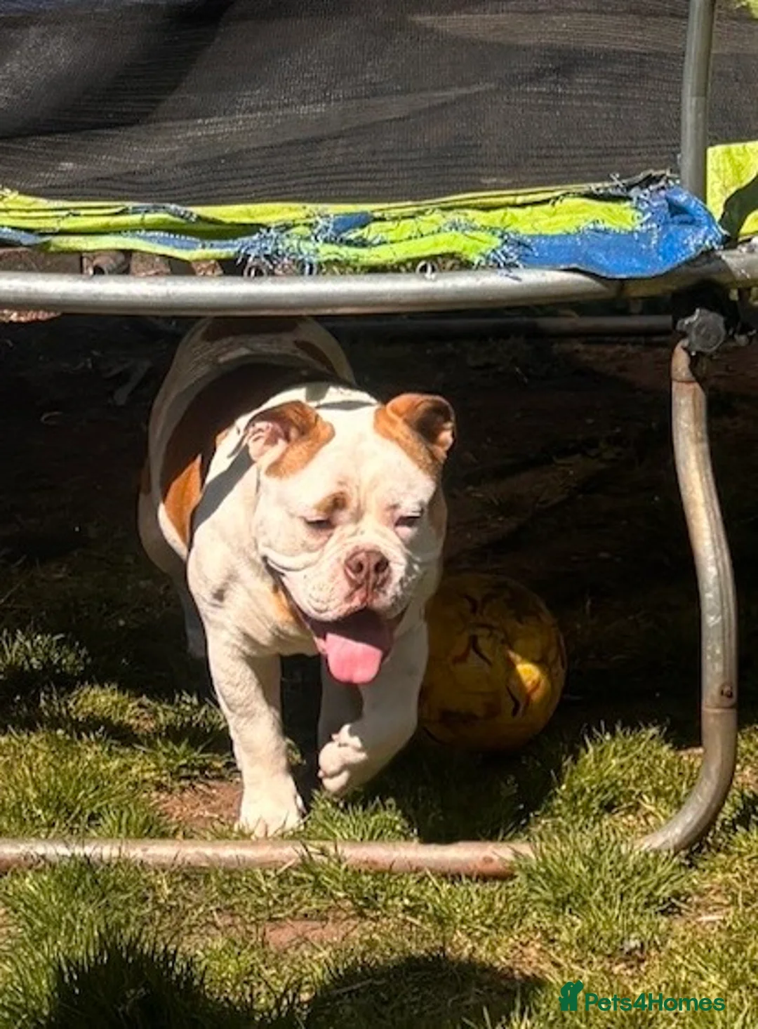 Old Tyme Bulldog dogs for sale: Male dog  in Exeter - Advert 2