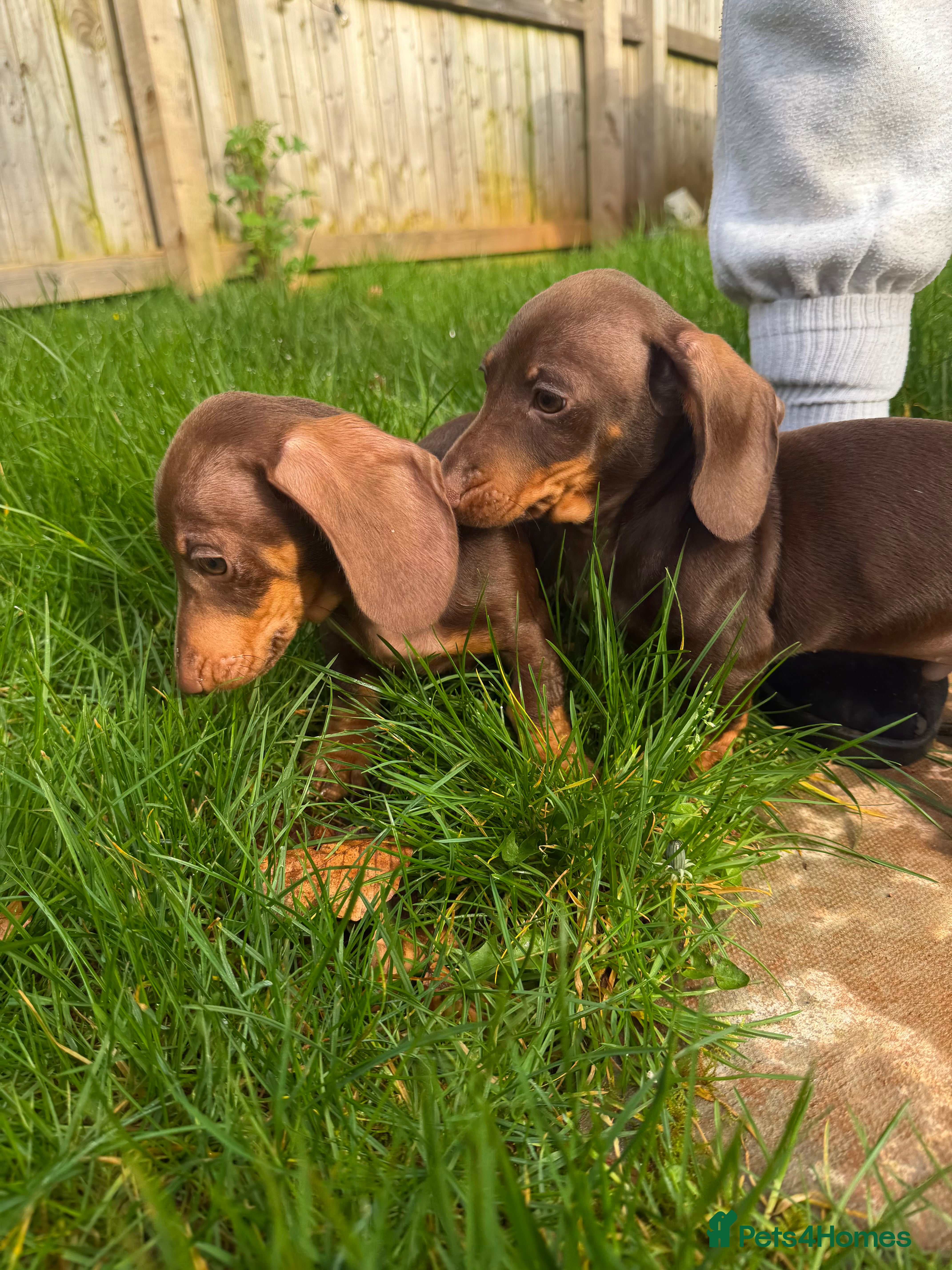 Miniature Dachshund dogs TWO Beautiful Dachshund Male Puppies Ready now  - Advert 18