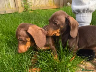Miniature Dachshund dogs TWO Beautiful Dachshund Male Puppies Ready now - Advert 8