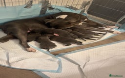 Staffordshire Bull Terrier dogs for sale: 8 blue staff puppies - Image 1
