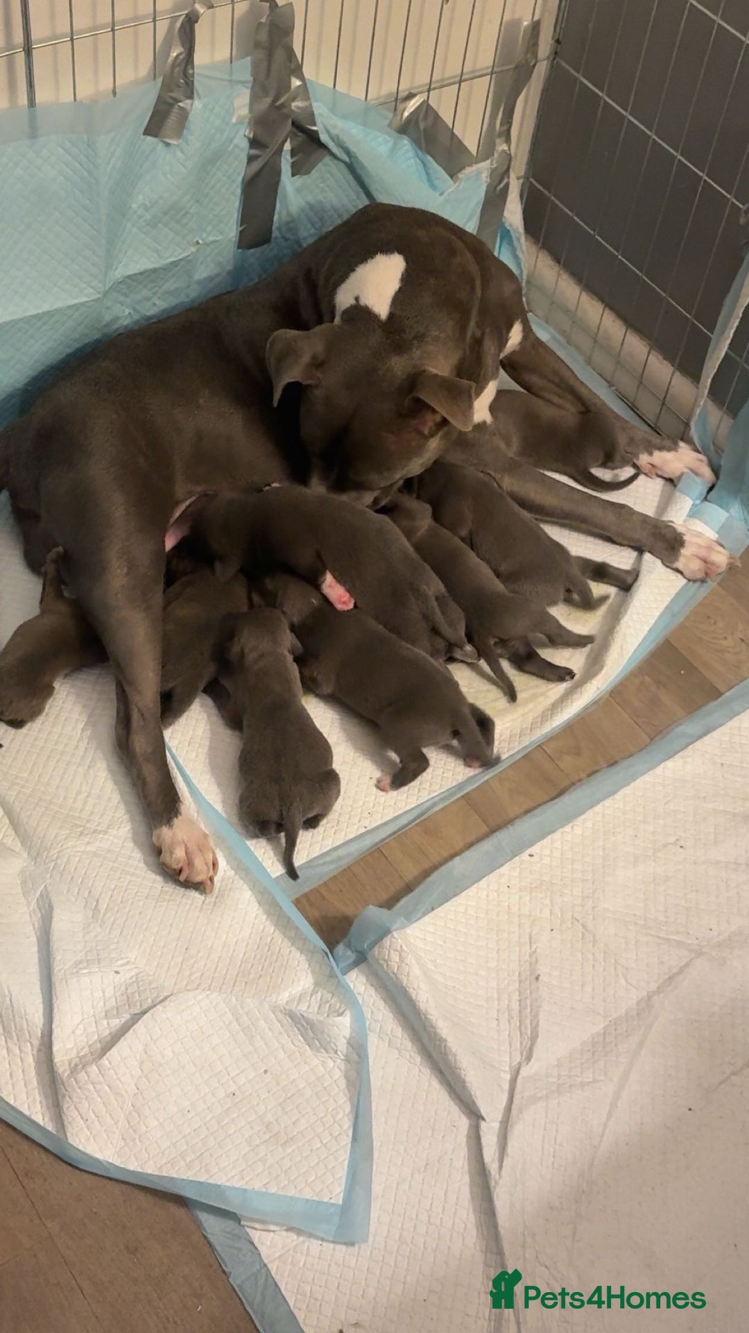 Staffordshire Bull Terrier dogs for sale: 8 blue staff puppies - Image 1