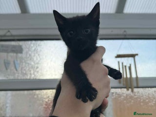 Oriental cats Oriental xxx - Advert 1