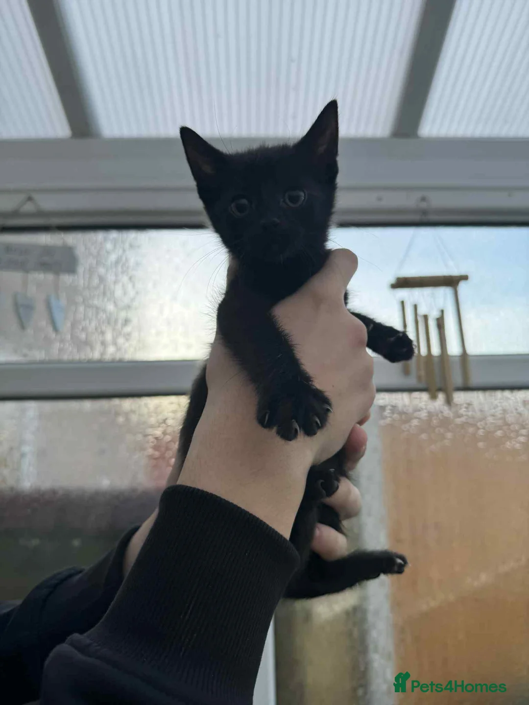 Mixed Breed cats for sale: Maine coon xxx - Advert 14