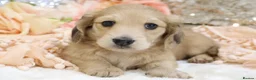 Miniature Dachshund dogs for sale: Shaded Cream Male - Advert 11