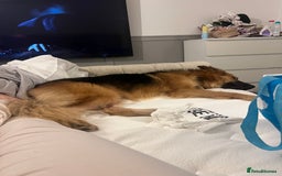 Mixed Breed dogs for sale: German shepherd  - Image 1