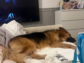 Mixed Breed dogs - Advert 1