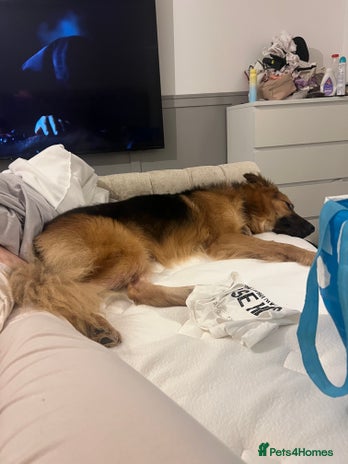 Mixed Breed dogs - Advert 1