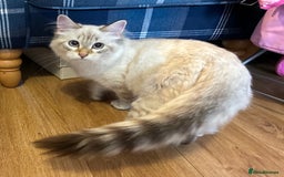 Siberian cats for sale: Affectionate Siberian Kitten - Image 3