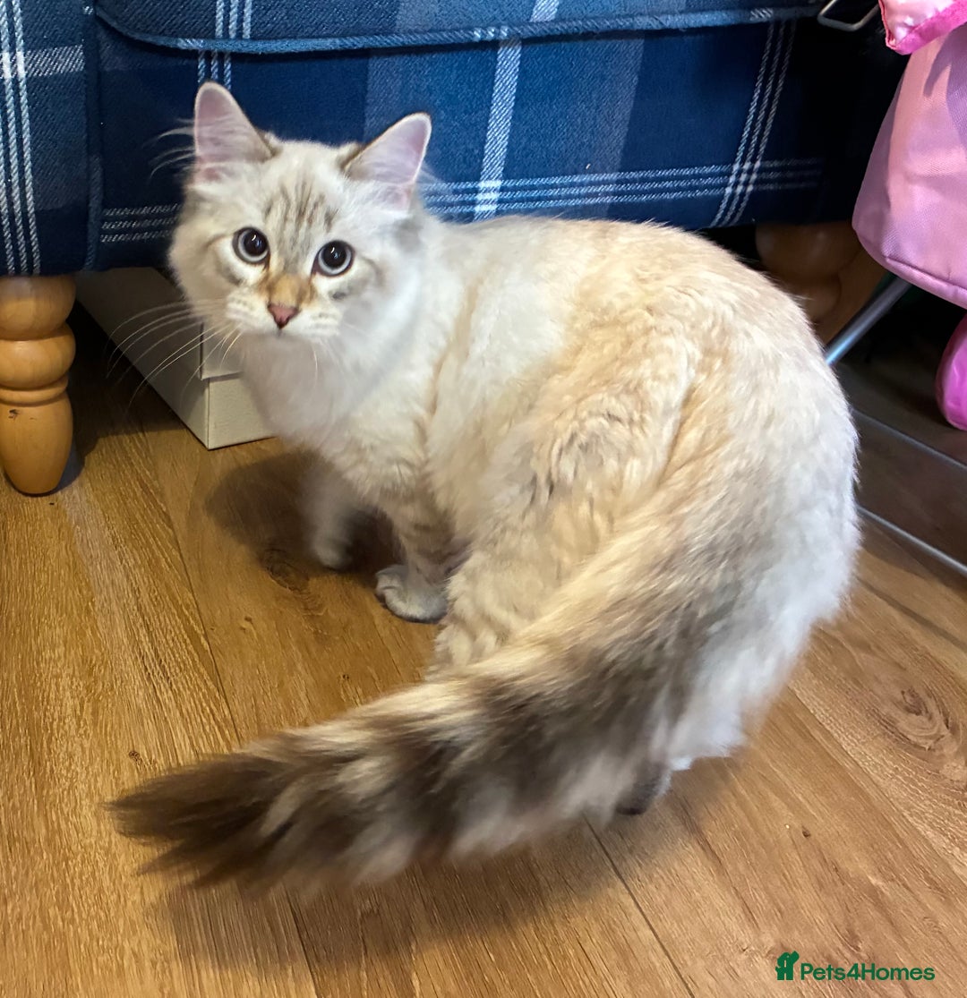 Siberian cats for sale: Affectionate Siberian Kitten - Image 3