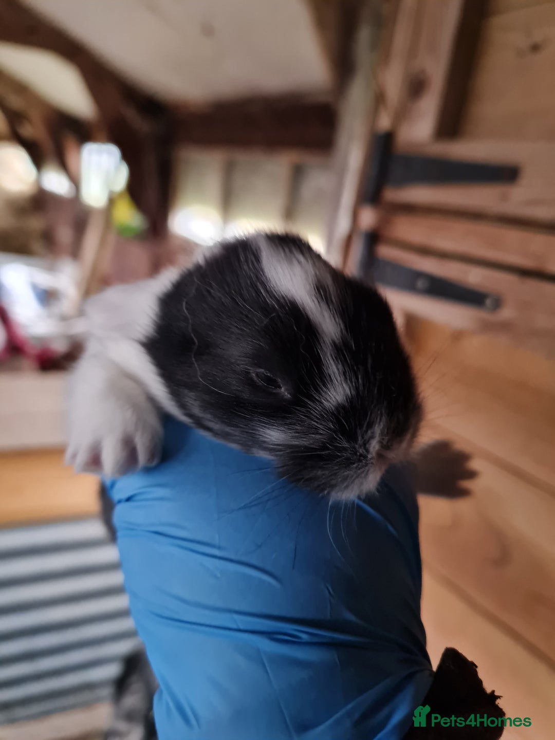 Lionhead rabbits for sale: Three kits - Advert 9