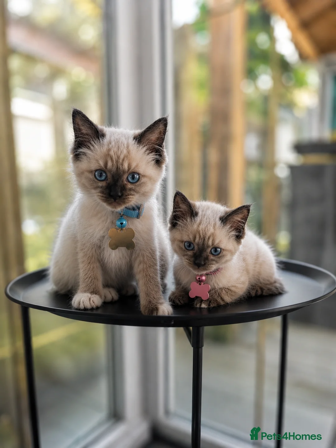 Birman cats for sale: Birman Kittens  in Wolverhampton - Advert 1