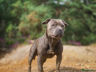 Staffordshire Bull Terrier dogs in Harrow - Advert 25