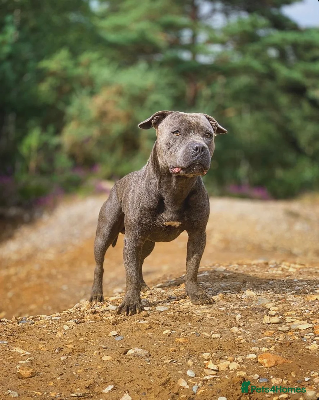 Staffordshire Bull Terrier dogs for stud: ‼️Staffordshire Bull Terrier For Stud‼️ in Harrow - Advert 1