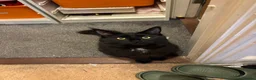 Maine Coon cats for sale: Maine Coon for Halloween! - Advert 3