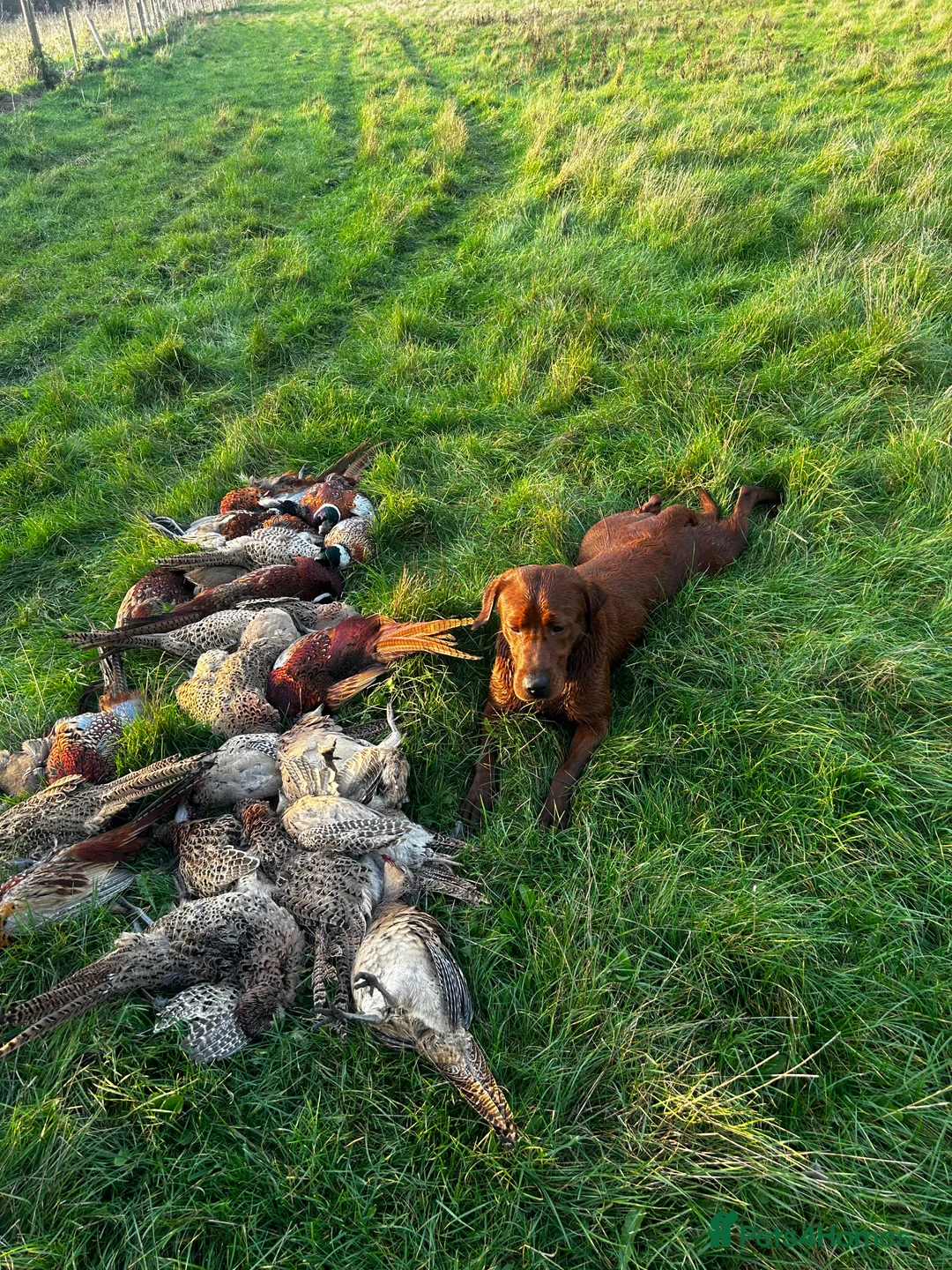 Labrador Retriever dogs for stud: AGLABS ICON - HEALTH TESTED DARKEST FOX RED in Grantham - Advert 23