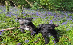 Mixed Breed dogs for sale: Patterdale X Border Terrier Male - Image 2