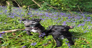 Mixed Breed dogs - Advert 16