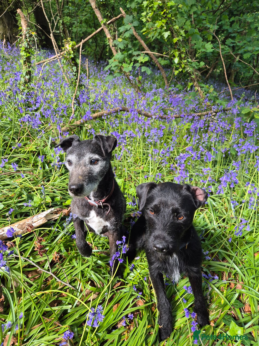 Mixed Breed dogs for sale: Patterdale X Border Terrier Male - Image 2
