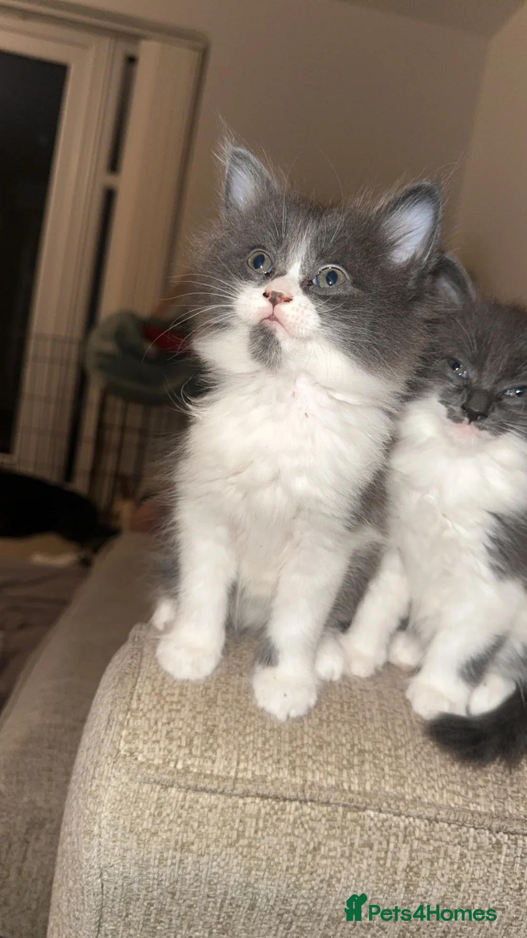 Mixed Breed cats for sale: 1 gorgeous girl left. Mainecoon mixed - Advert 2