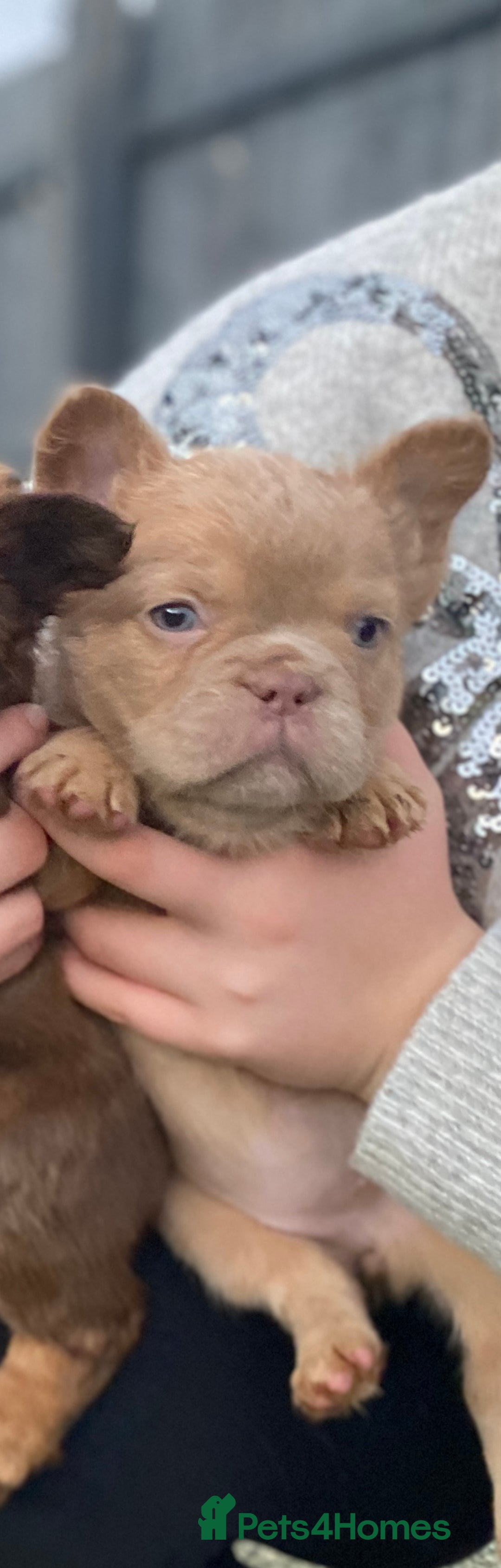 French Bulldog dogs for sale: READY TO LEAVE THIS WEEKEND FLUFFY FRENCH BULLDOGS - Advert 20