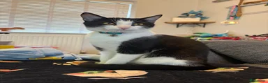 Domestic Shorthair 1