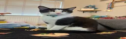 Domestic Shorthair cats for sale: 5 Months old Domestic Shorthair - Advert 2