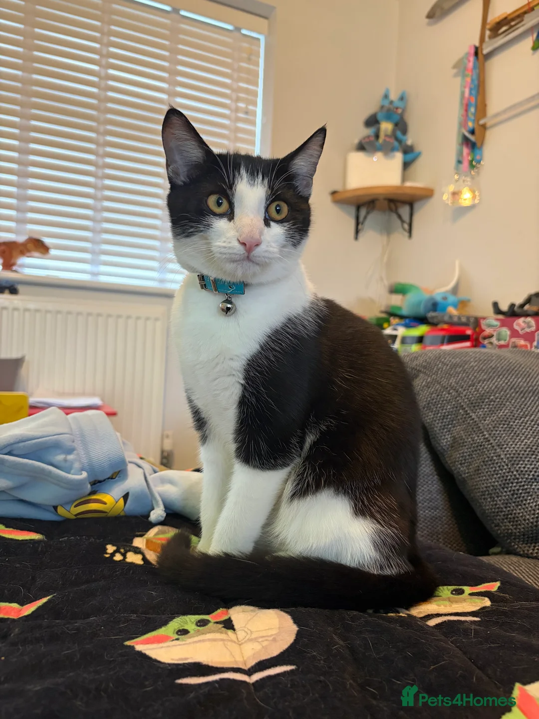 Domestic Shorthair cats for sale: 5 Months old Domestic Shorthair - Advert 2