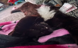 Ragdoll cats for sale: Kitten for sale - Advert 2