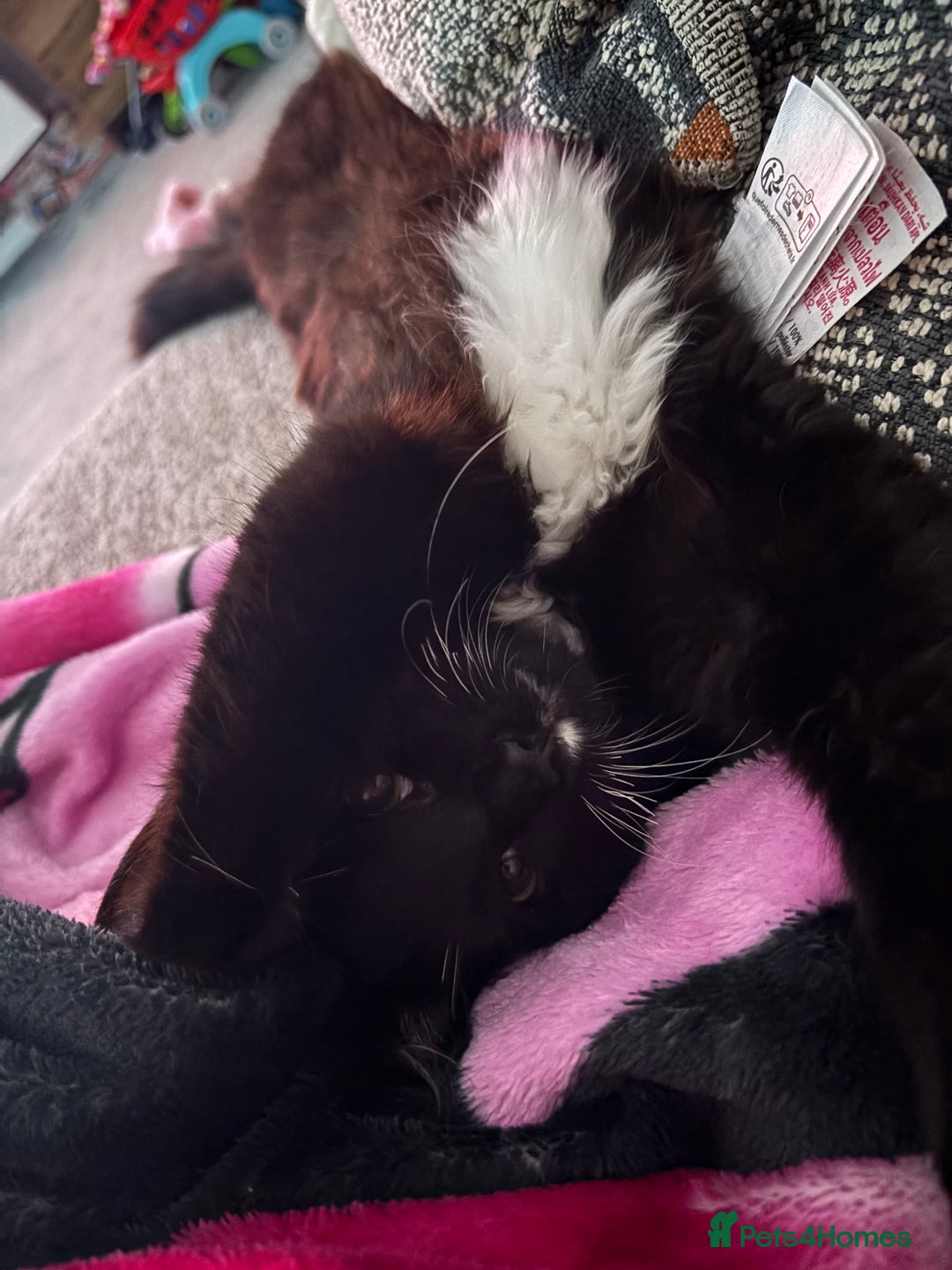 Ragdoll cats for sale: Kitten for sale - Advert 2