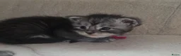 Maine Coon cats for sale: Maine coon kittens  - Advert 22