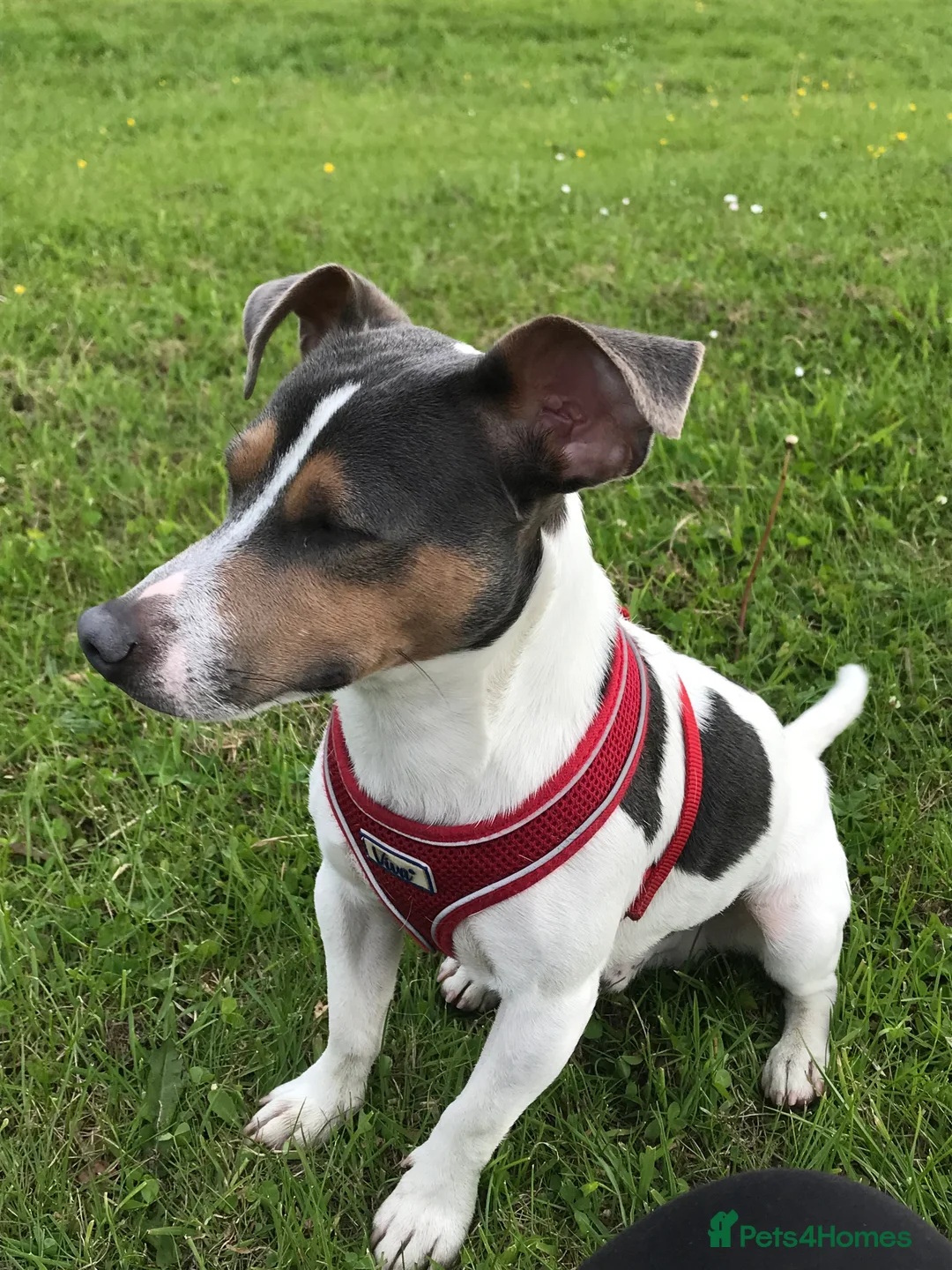 Jack Russell dogs for stud: Blue tri carrying chocolate miniature Jack Russell in Bradford - Advert 13