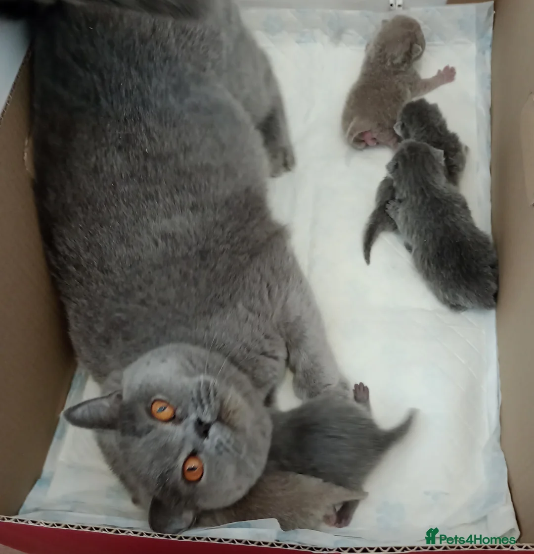 British Shorthair cats for stud: GCCF TICA STUDS  in Manchester - Advert 23