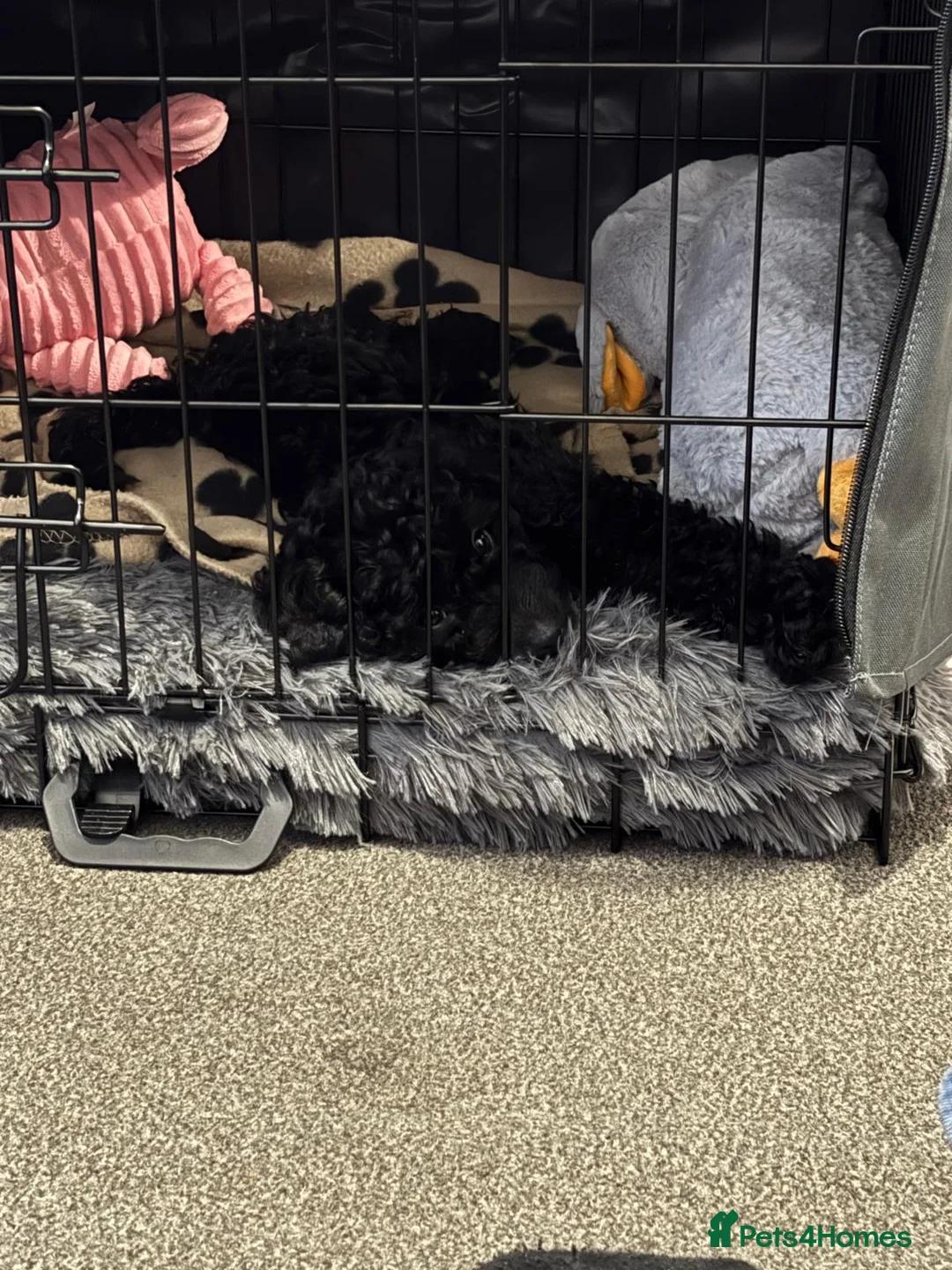 Cockapoo dogs for sale: FB1 Cockapoo  - Advert 1