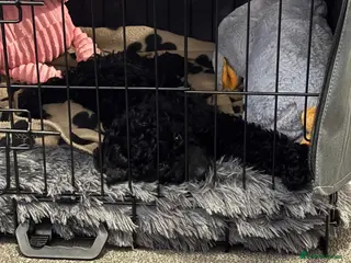 Cockapoo dogs FB1 Cockapoo - Advert 4