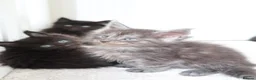 Maine Coon cats for sale: RUSSIAN XL GCCF SMOKE KITTENS - Advert 22