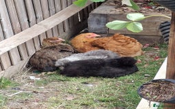 Hens poultry for sale: Hens x 6 - Advert 2