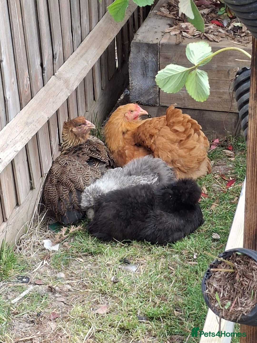 Hens poultry for sale: Hens x 6 - Advert 2