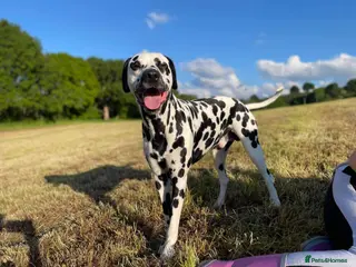Dalmatian dogs 7yr Old Dalmatian - Advert 17