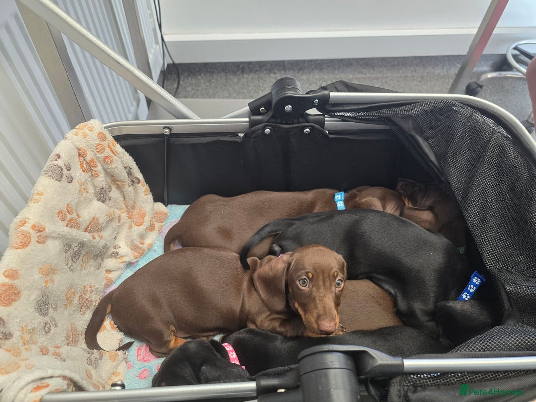 Miniature Dachshund dogs for sale: Miniature Dachshund Puppy - Image 7
