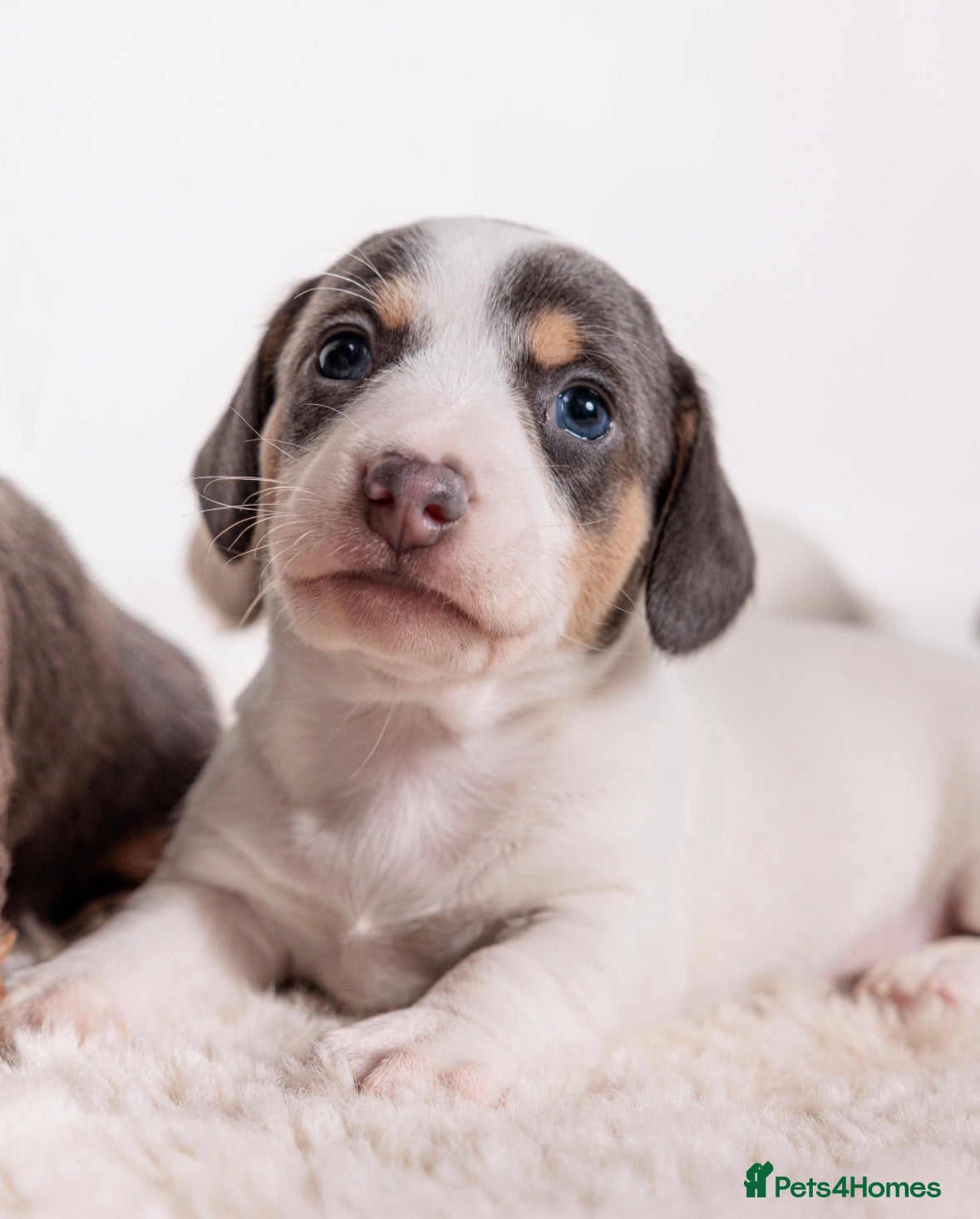 Miniature Dachshund dogs READY NOW Mini dachshunds - Advert 1