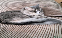 British Longhair cats for sale: British long hair 1 year old boy - Image 1