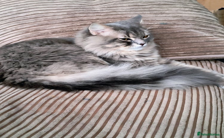 British Longhair cats - Advert 3