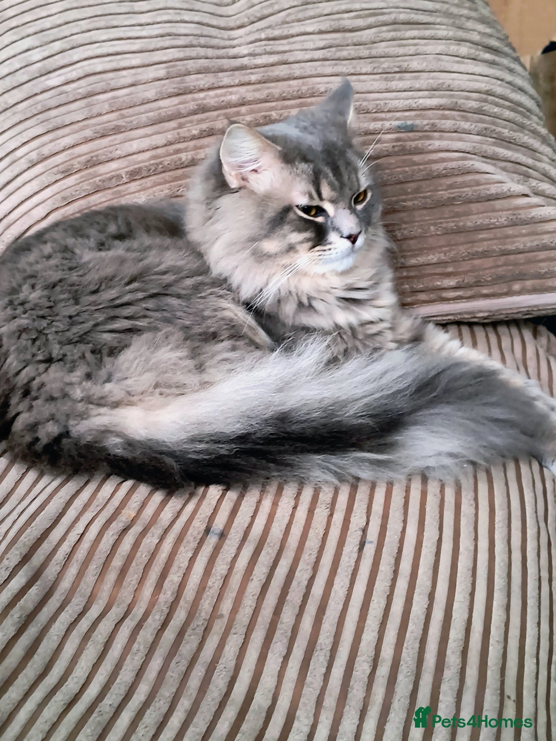 British Longhair cats for sale: British long hair 1 year old boy - Image 1