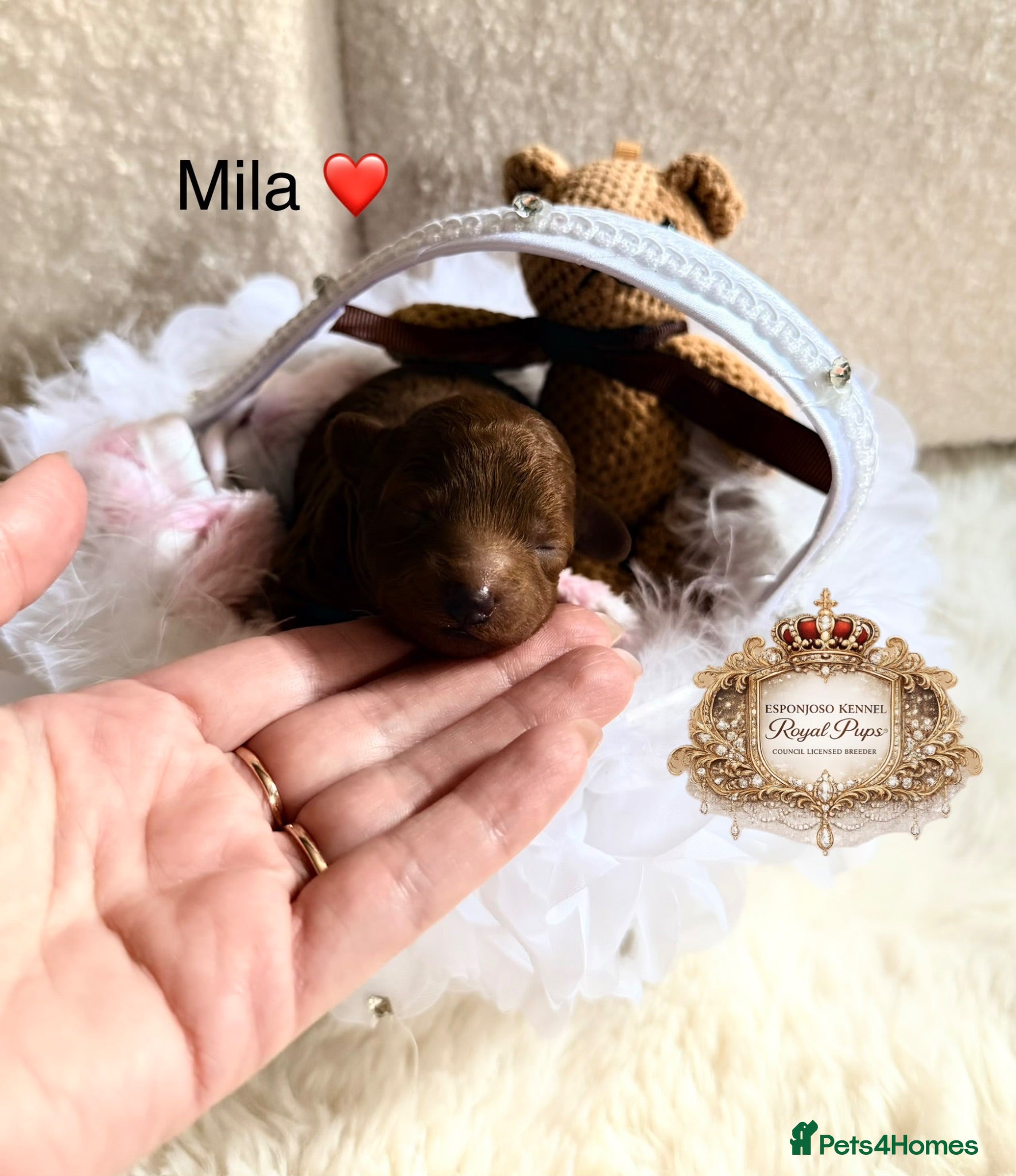 Toy Poodle dogs 🤎👑 ESPONJOSO tiny Half Asian Toy Poodles 👑🤎 - Advert 4