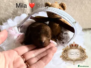 Toy Poodle dogs 🤎👑 ESPONJOSO tiny Half Asian Toy Poodles 👑🤎 - Advert 1