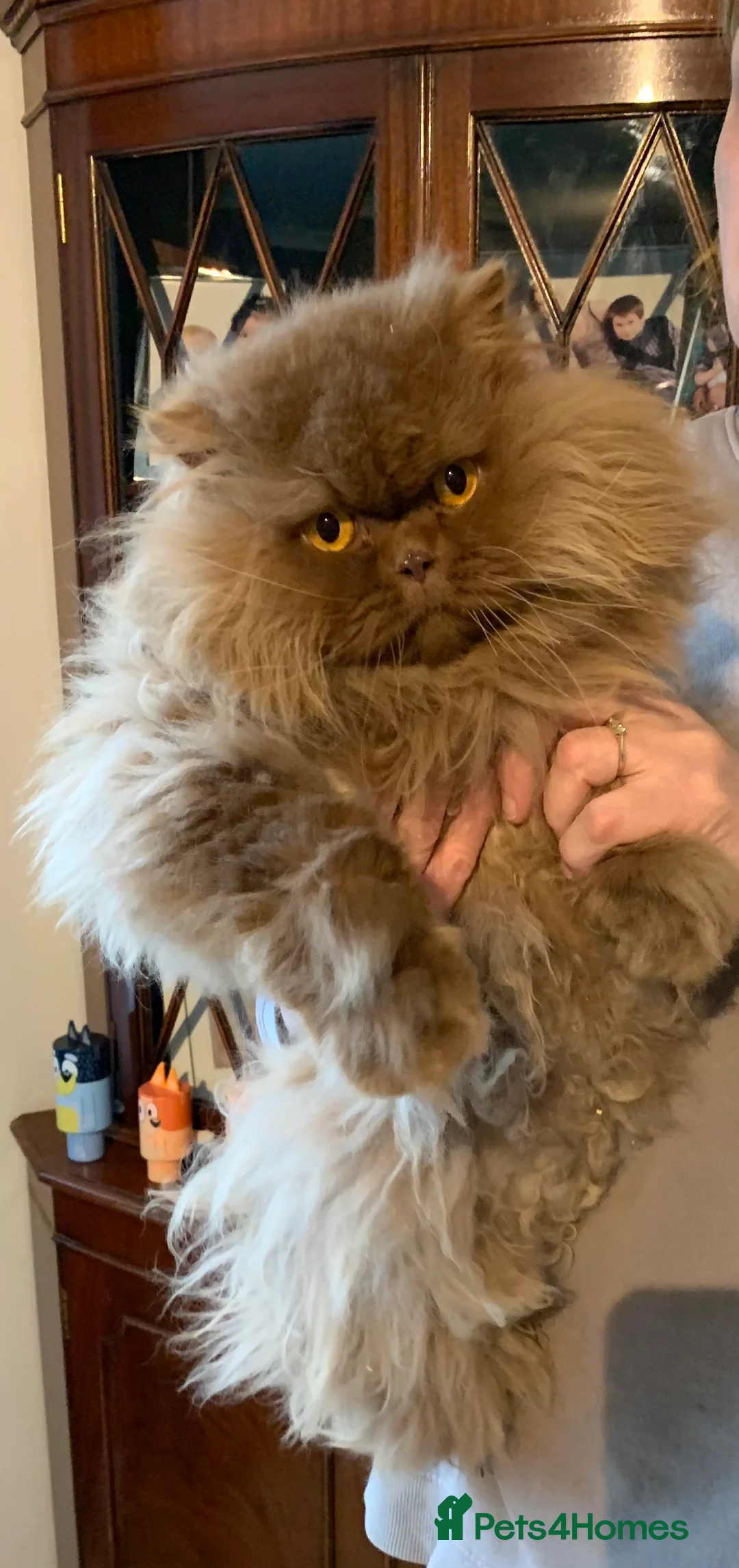 British Longhair cats for sale: British long hair adults  - Advert 5